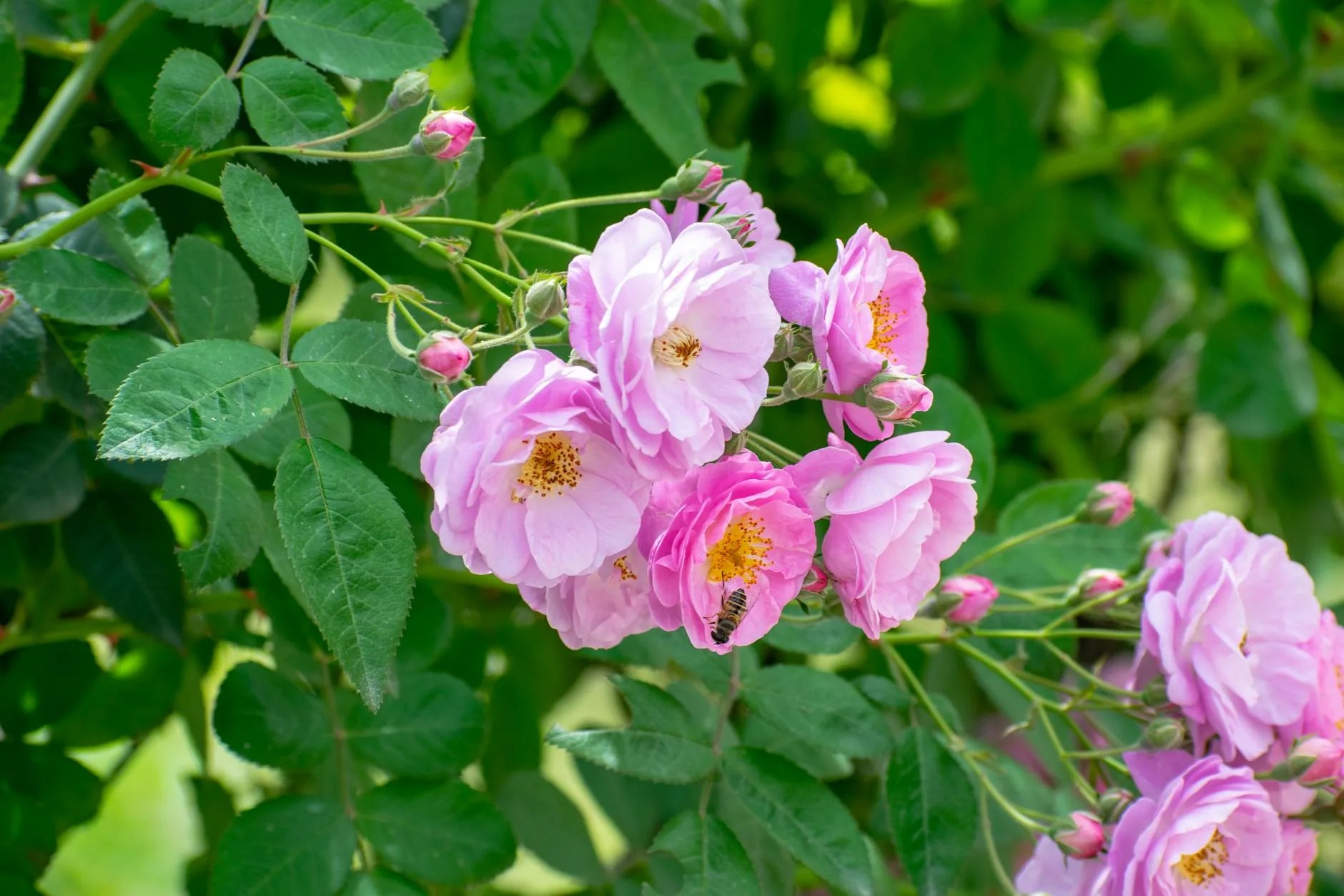 Les roses de Damas : le trésor du Jebel Akhdar