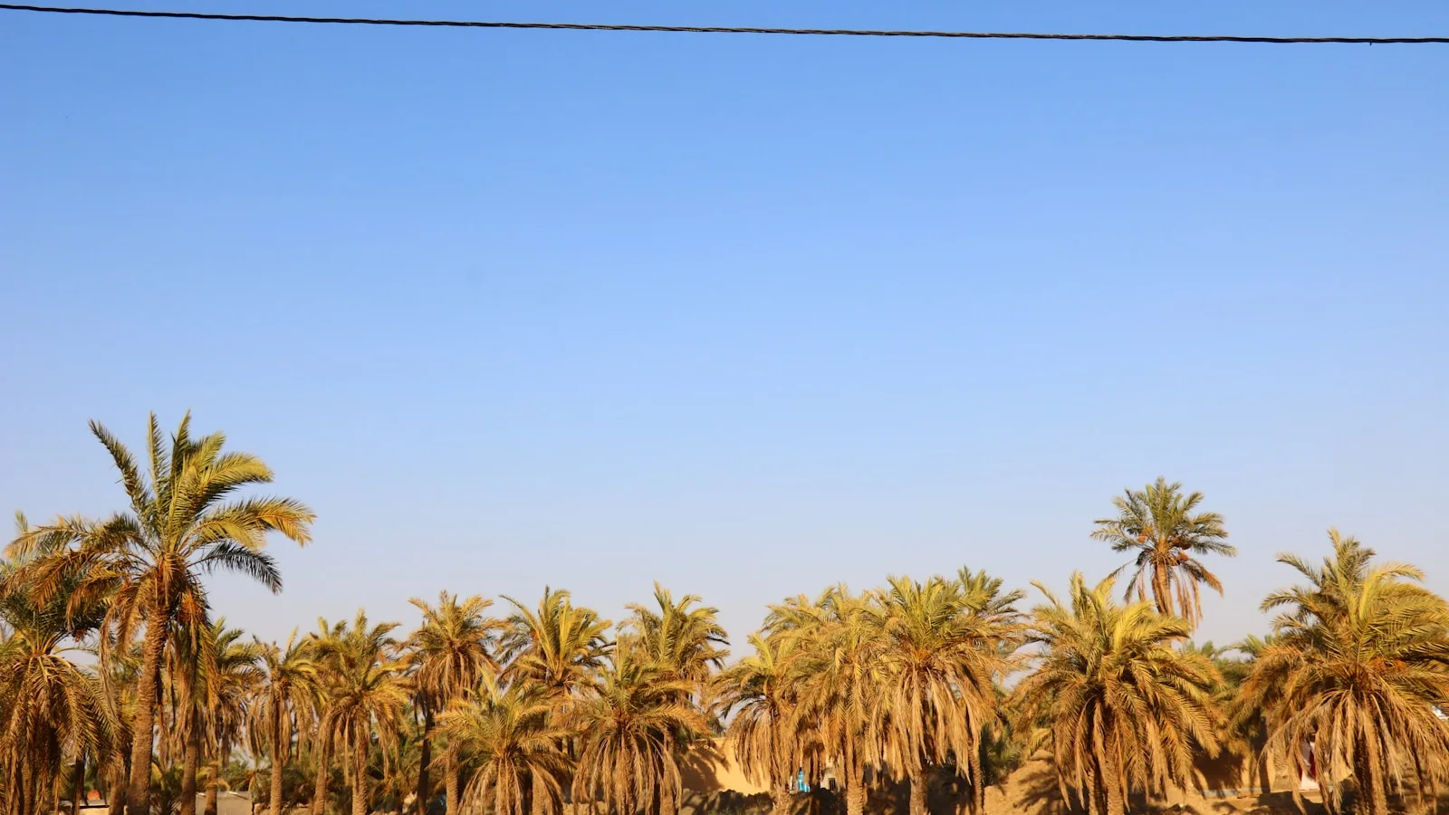 Fort de Nizwa et sa tour ronde massive dominant la palmeraie d'Oman