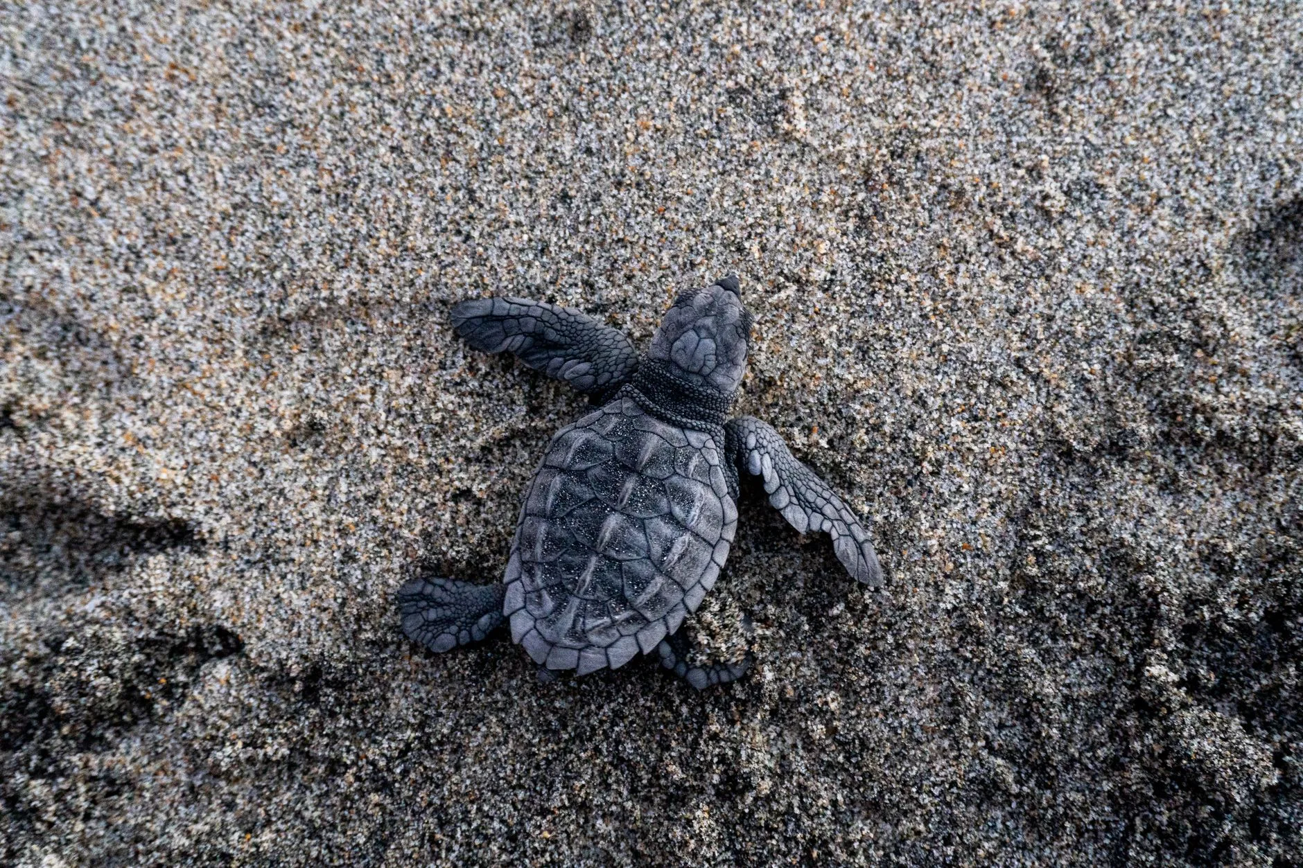 Ras al Jinz : la nuit des tortues géantes