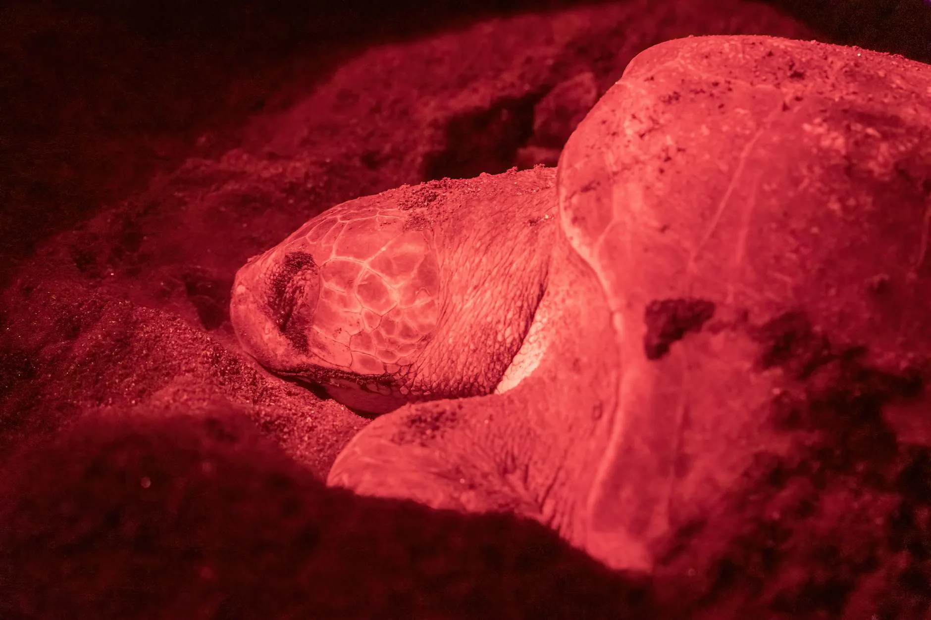 Ras al-Jinz : la plage des tortues géantes